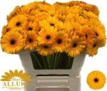 Vollsortiment Gerbera BONDI BEACH - 1 Stiel